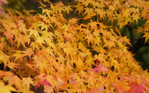 feuille automne japon