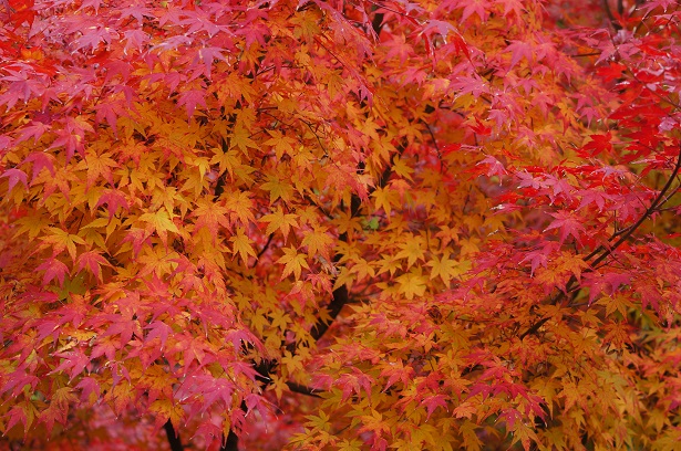feuilles automne japon