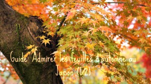 Lire la suite à propos de l’article Guide: admirer les feuilles d’automne au Japon (1/2)