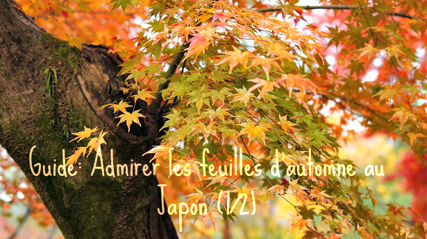 You are currently viewing Guide: admirer les feuilles d’automne au Japon (1/2)